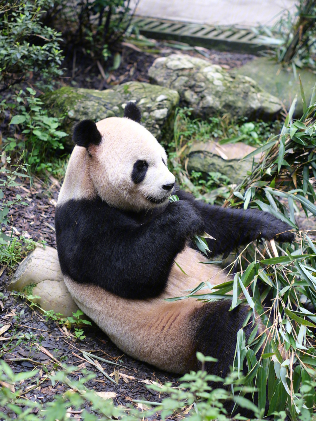 都江堰自拍熊猫图片