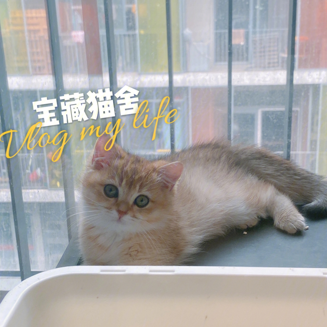 lauren萝伦高端血统猫舍你来你也喜欢