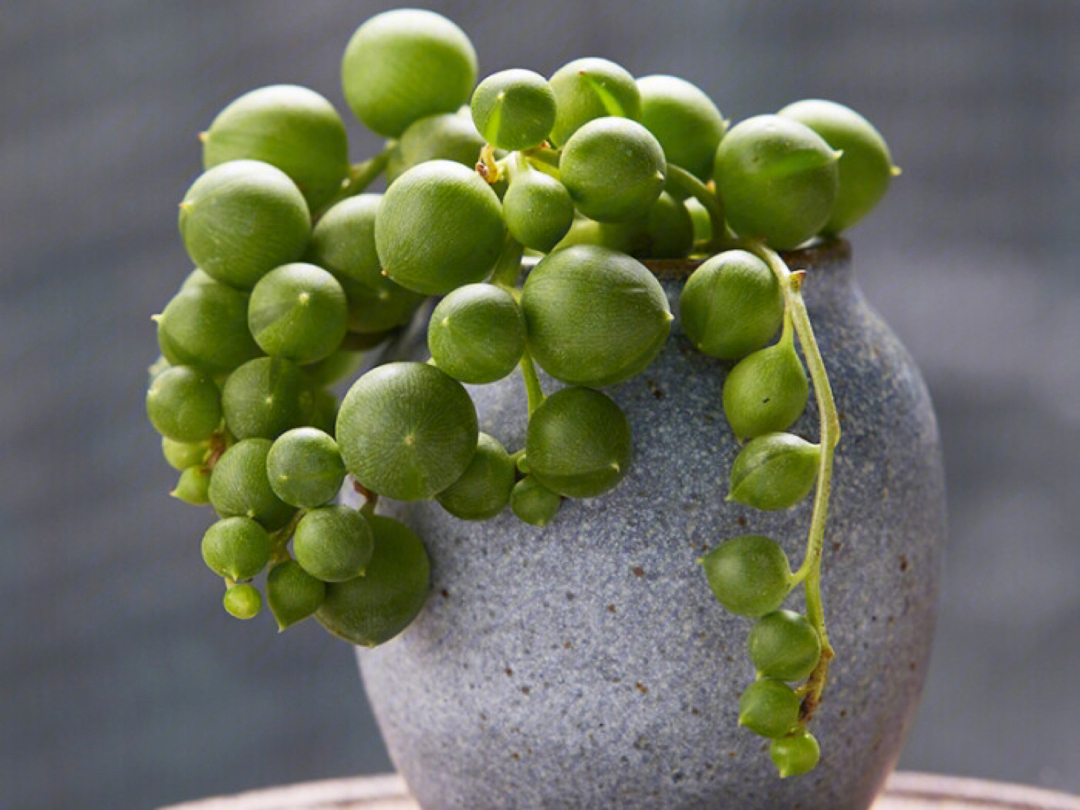 佛珠,菊科千里光属下的植物,原产于南非多被当成吊盆植物栽培