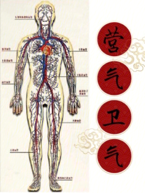 卫气循行路线图图片