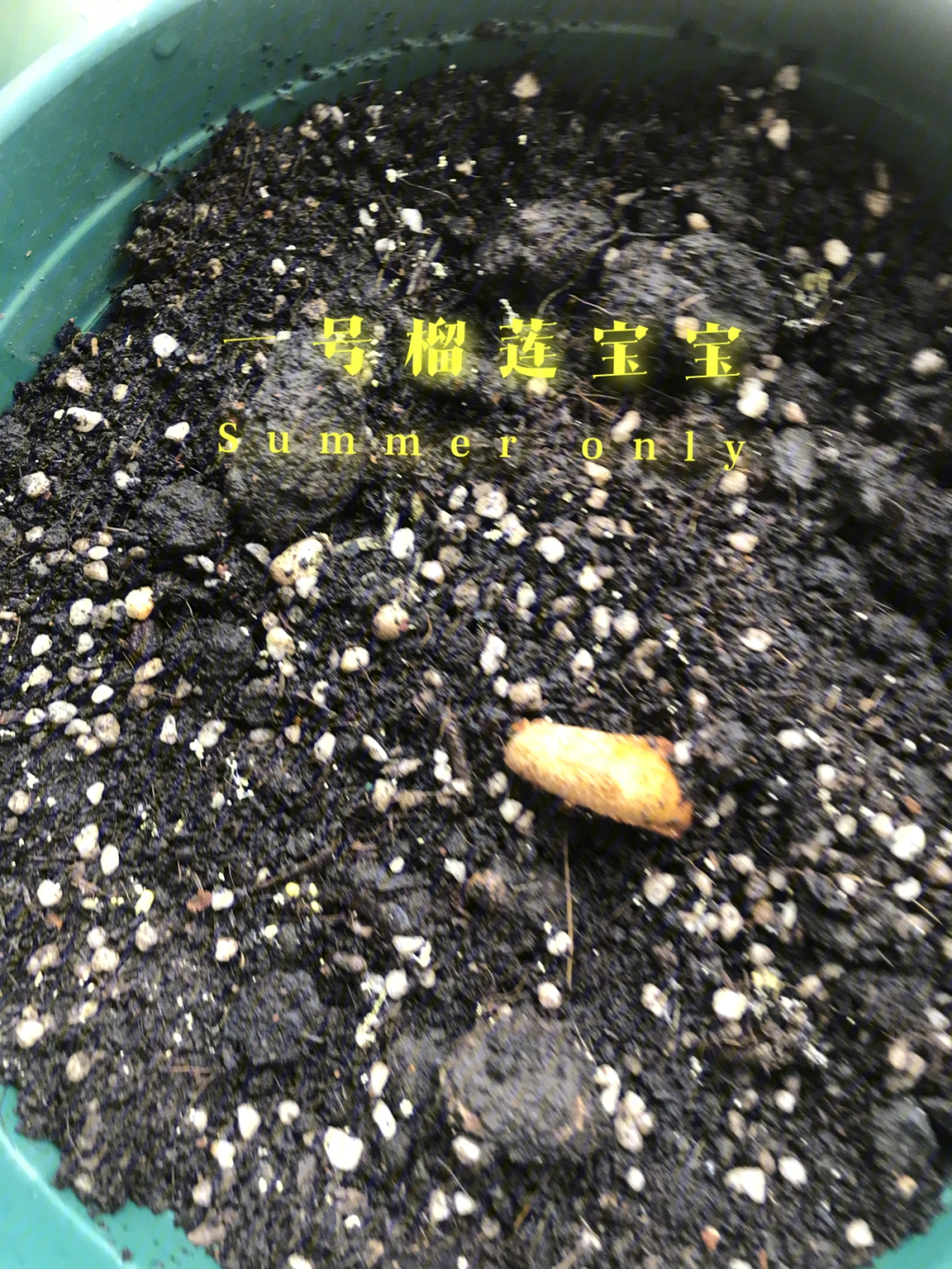个蛮老的榴莲,吃完顺手放一次性杯子泡了一天水,第二天惊奇发现发芽了