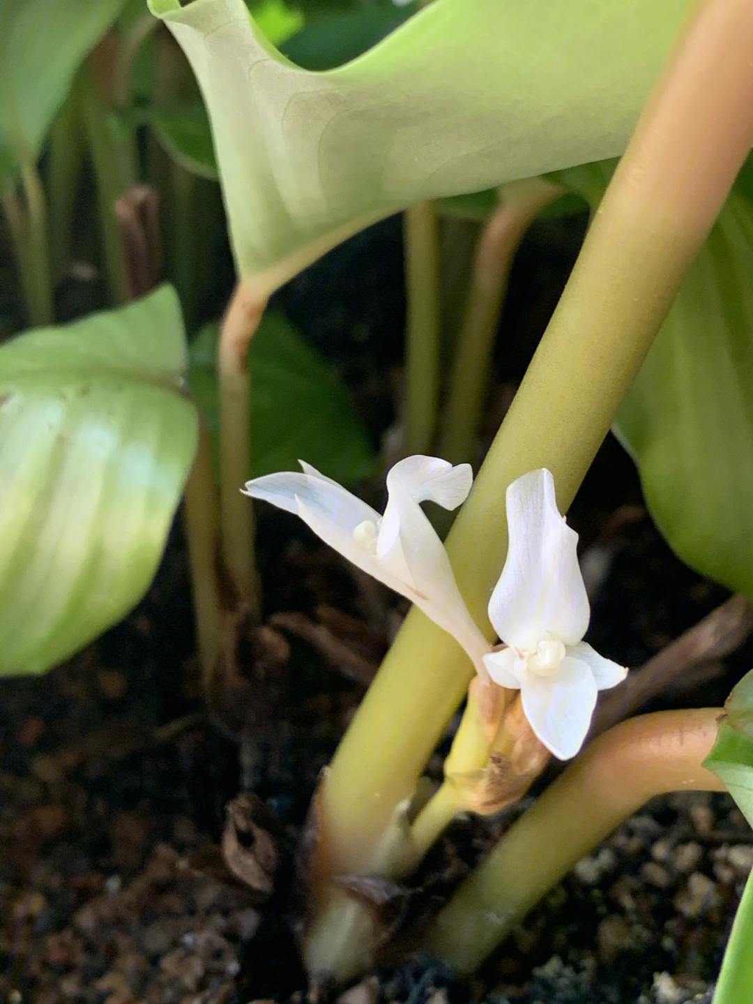 青苹果竹芋开花啦