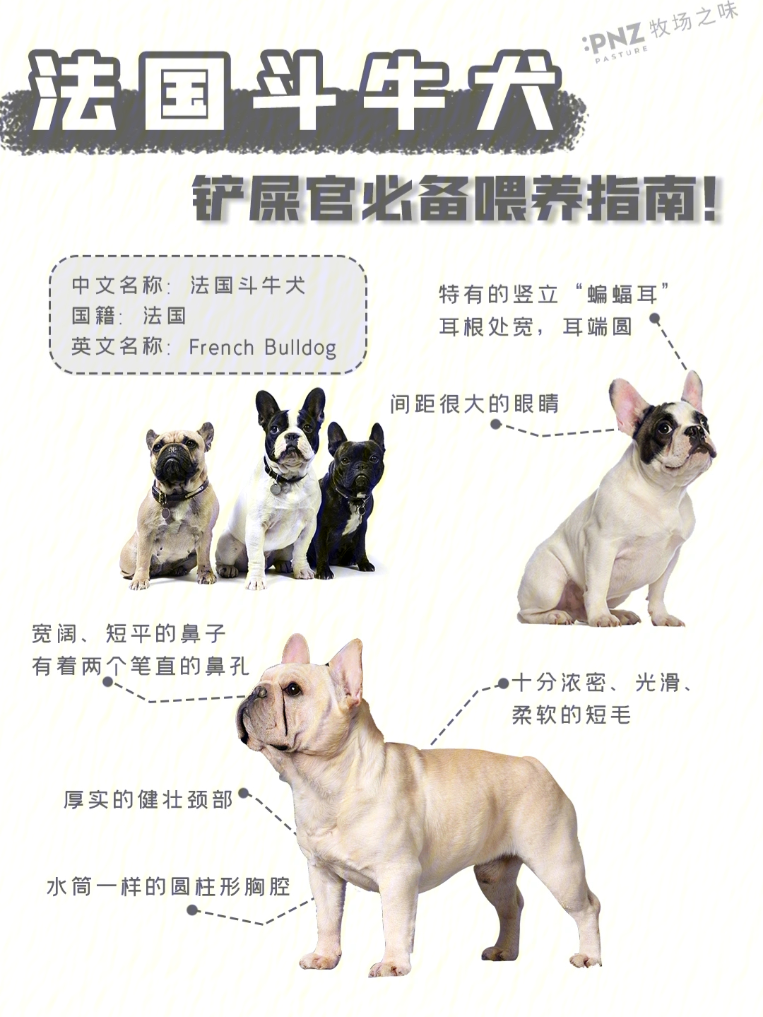 法国斗牛犬喂养指南