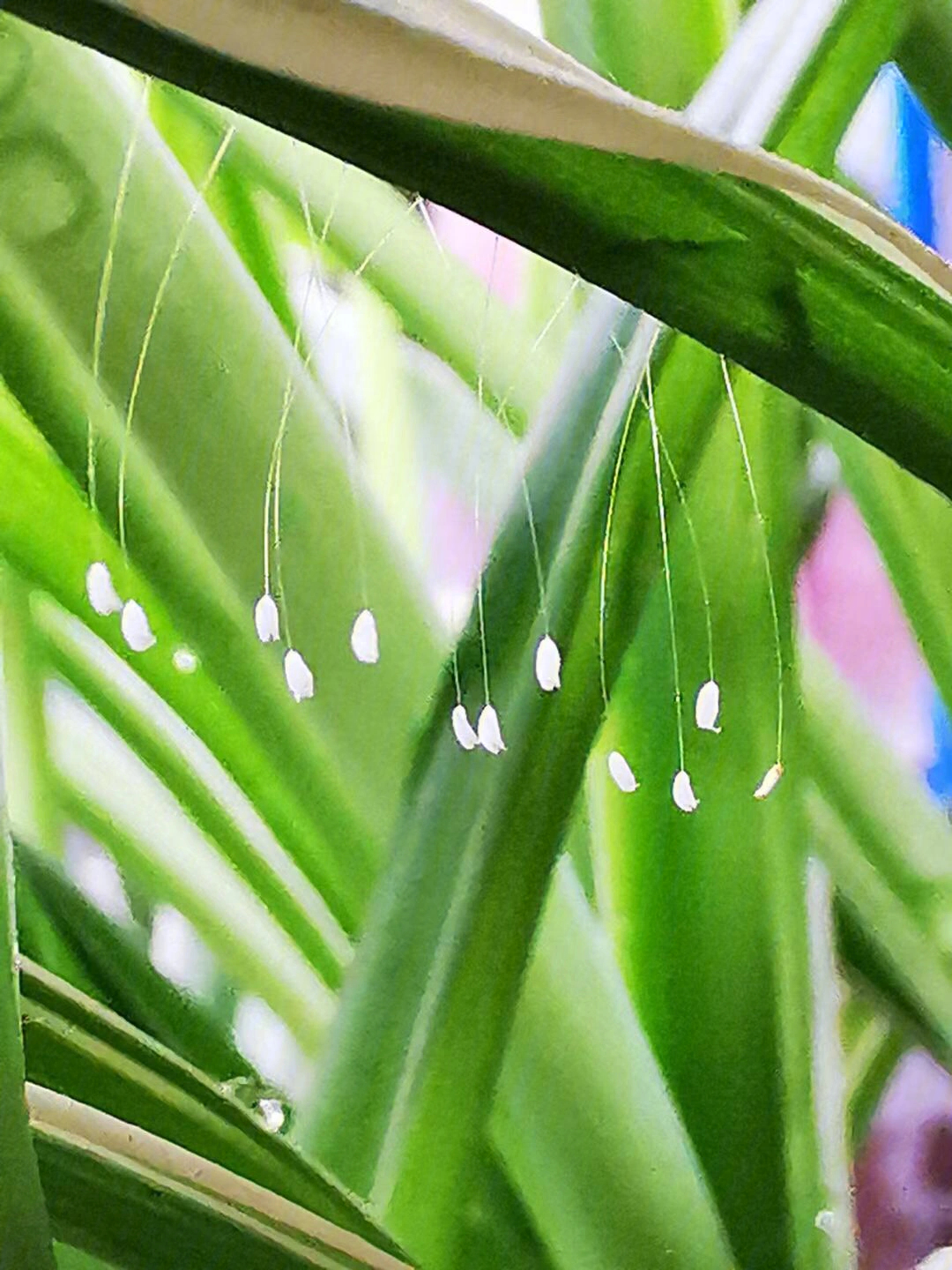 草蛉昆虫纲,脉翅目,草蛉科体细长,长约10毫米,绿色复眼有金色闪光