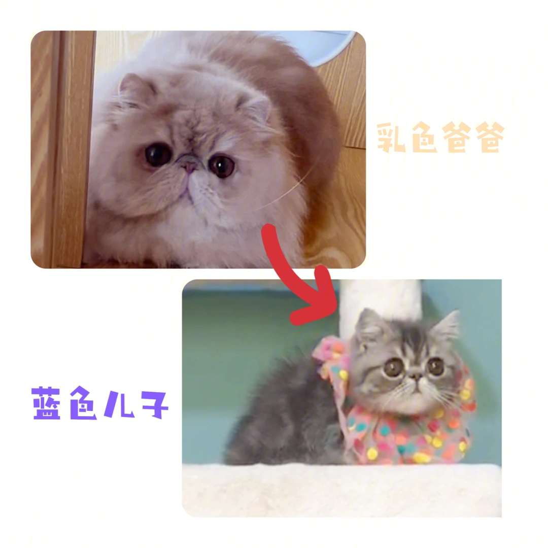 变异加菲猫怪物图片