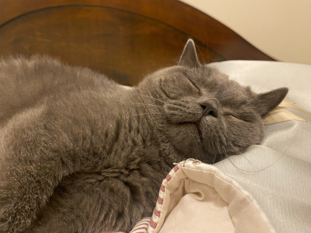 猫咪最舒服的睡觉姿势图片