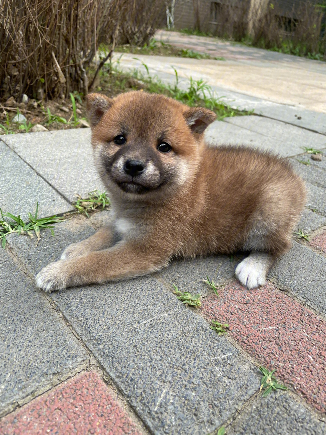 豆柴犬小时候图片