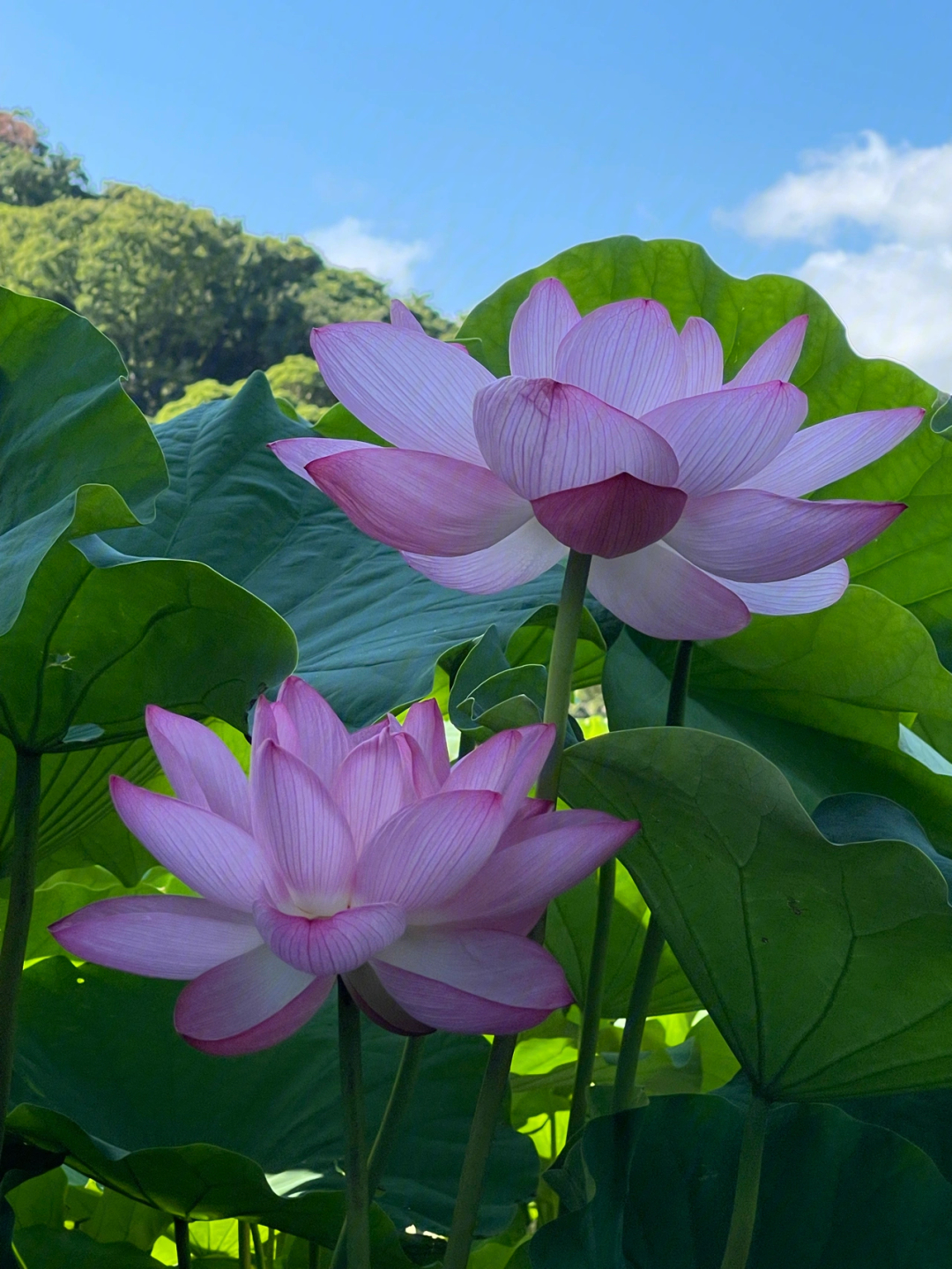 心旷神怡造句图片