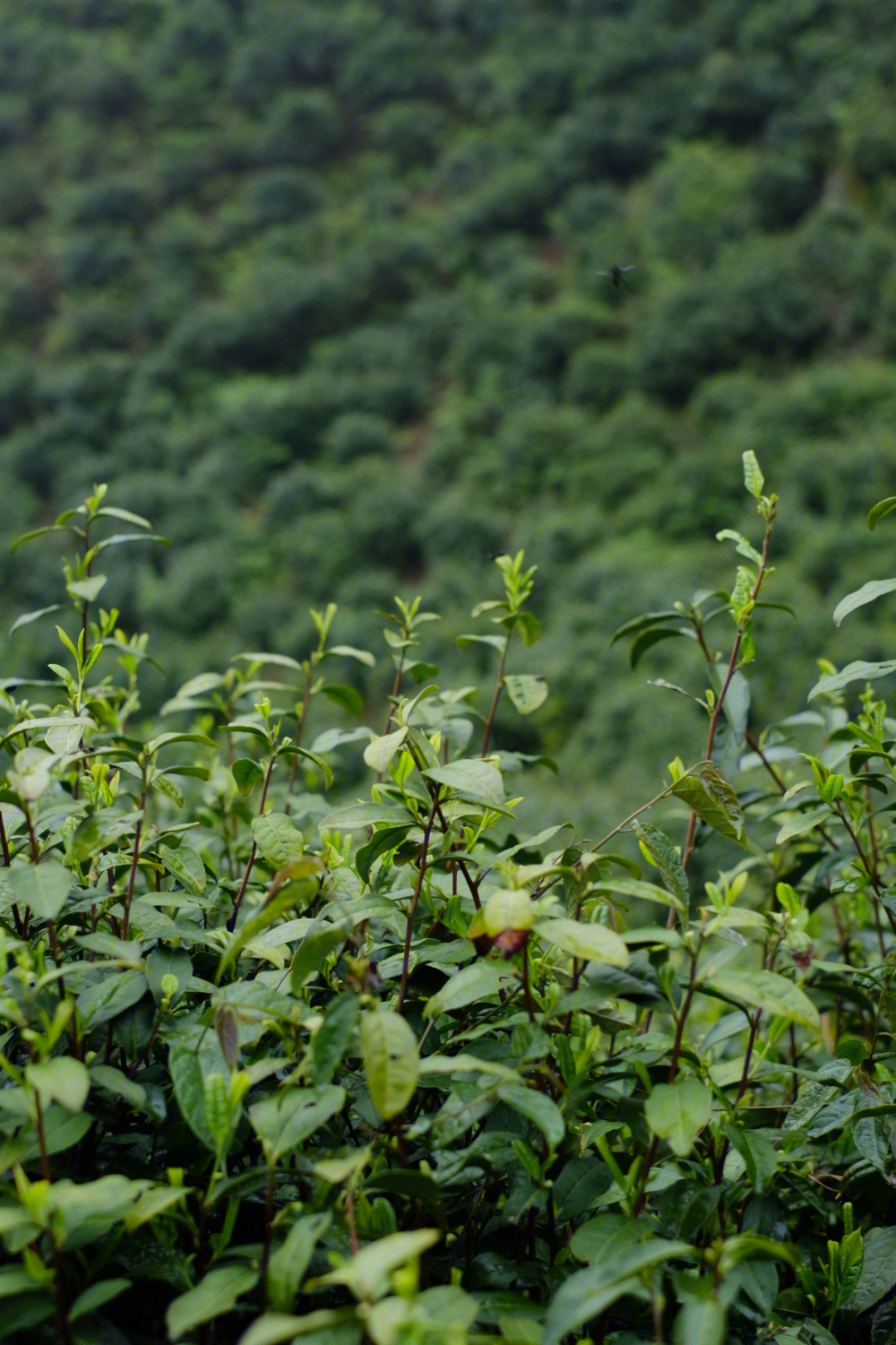 茶叶生长过程描述图片