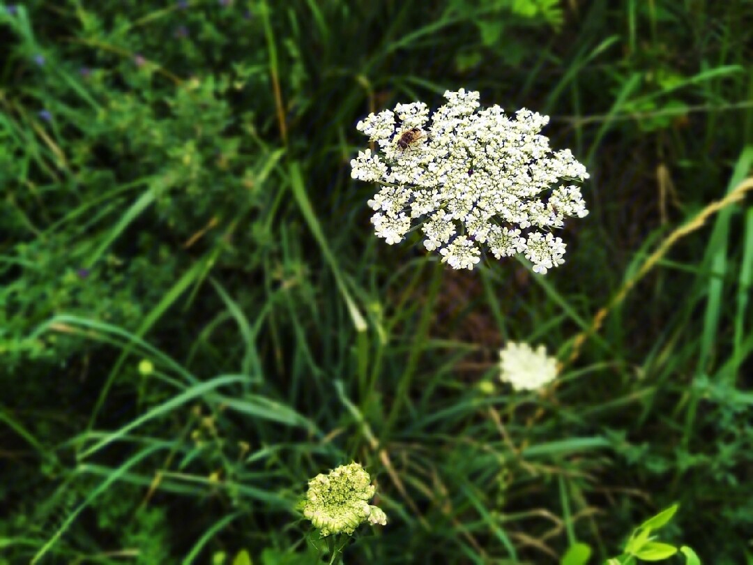 山上的野花