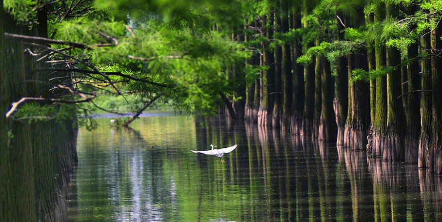 莫负夏日好时光,涨渡湖水上森林公园走一趟