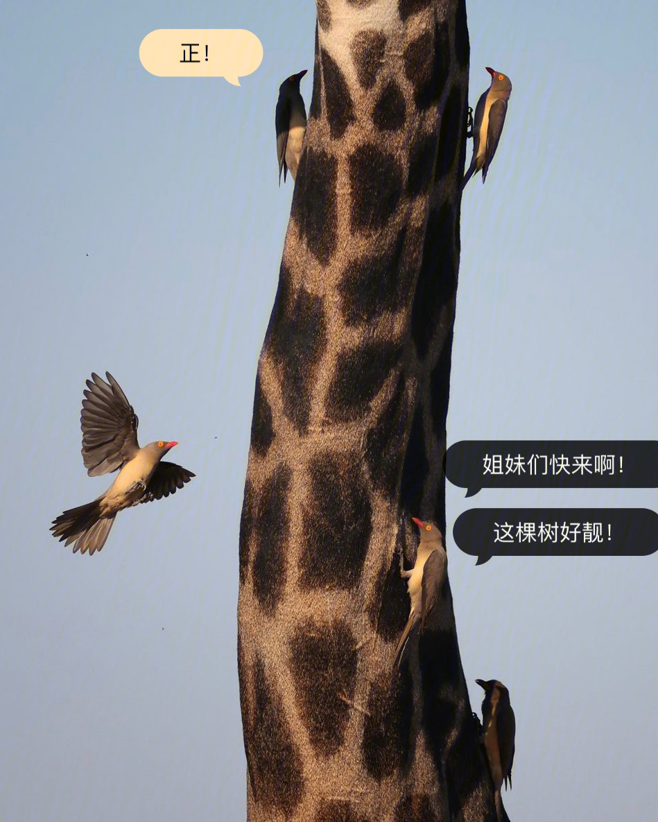 长颈鹿的脖子当吊车图片