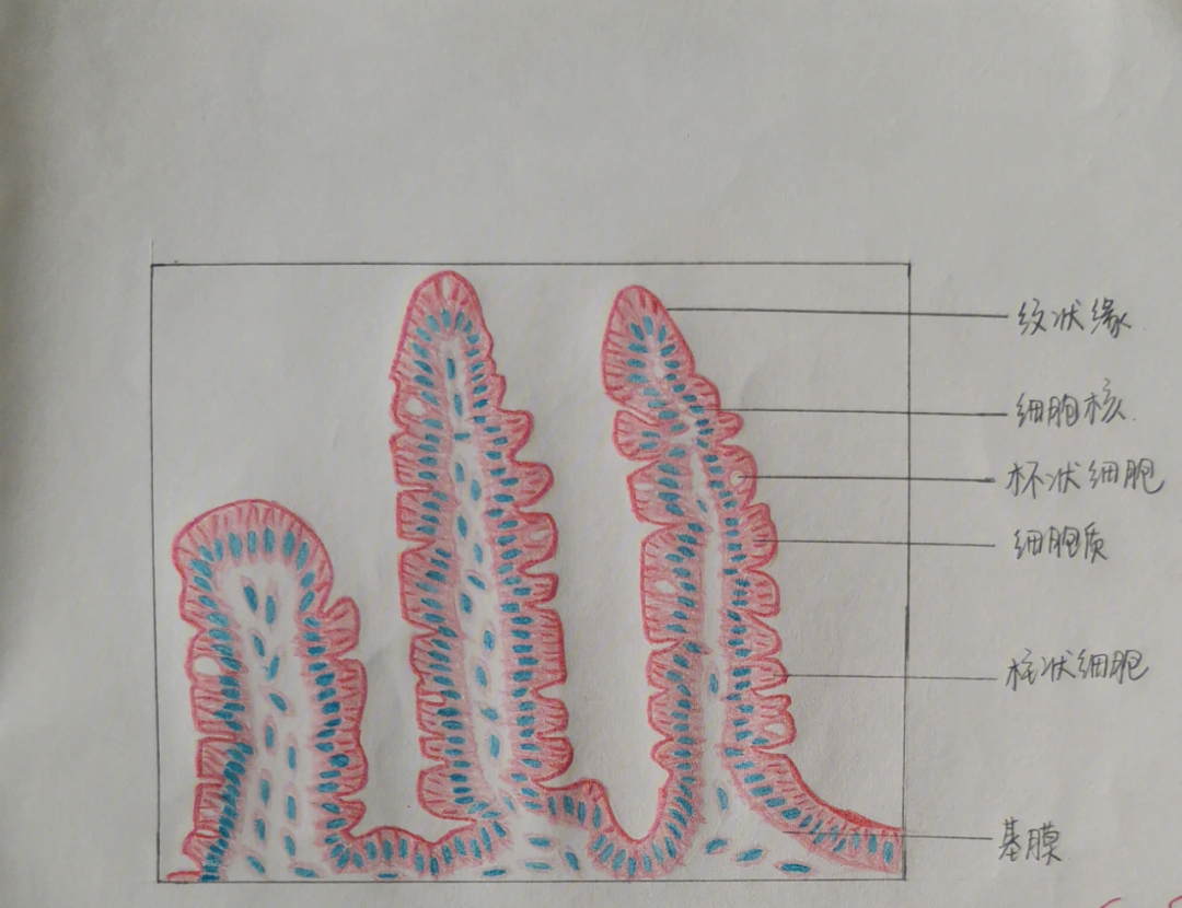 组胚标本考试图谱图片