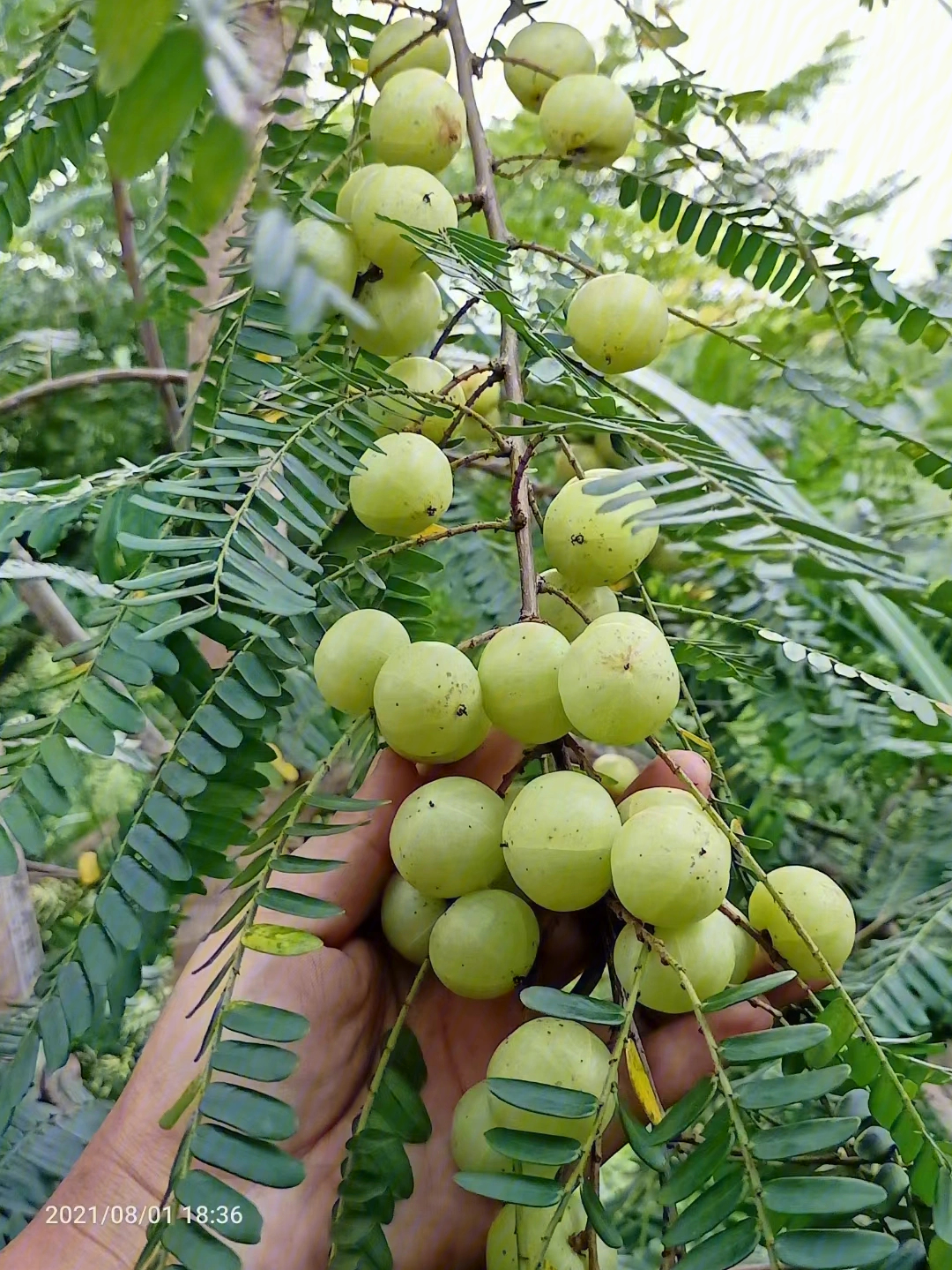 山上的油柑果