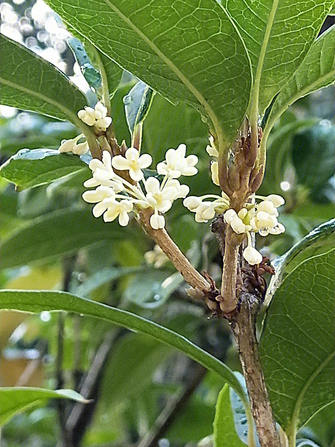 六月桂花香图片