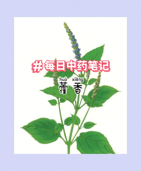 【别名】排香草,猫尾巴香,拉拉香,土藿香等.