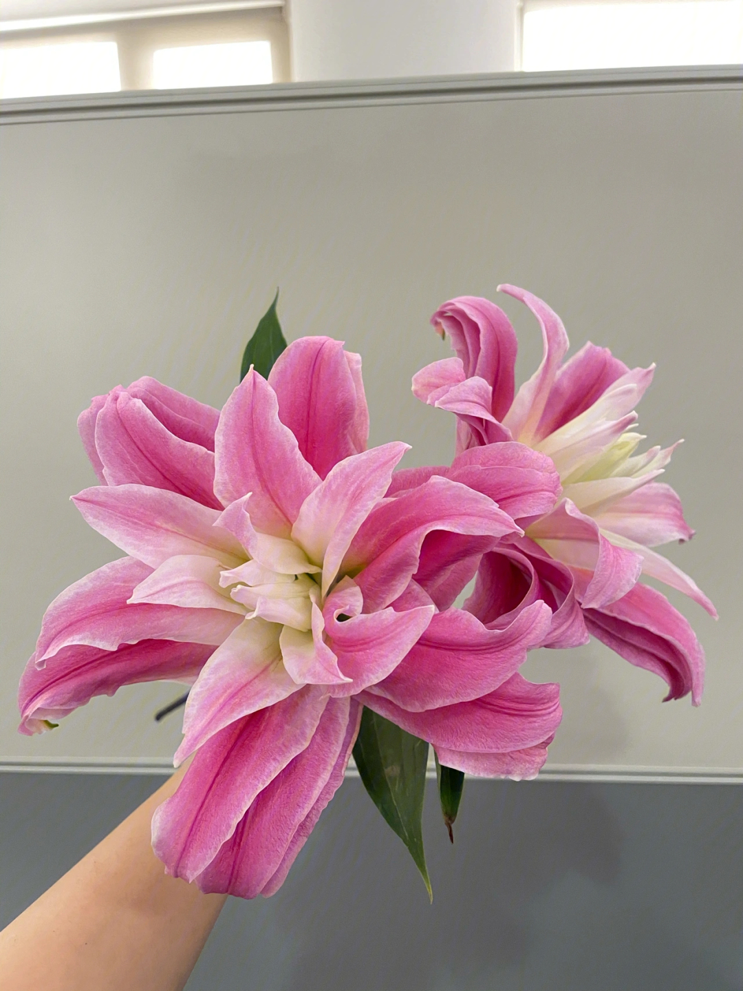 新品种的红莲重瓣百合,花型很规整,外面是深粉色,渐变的白色花心
