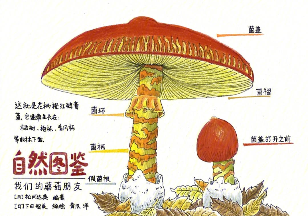 蘑菇课思维导图图片