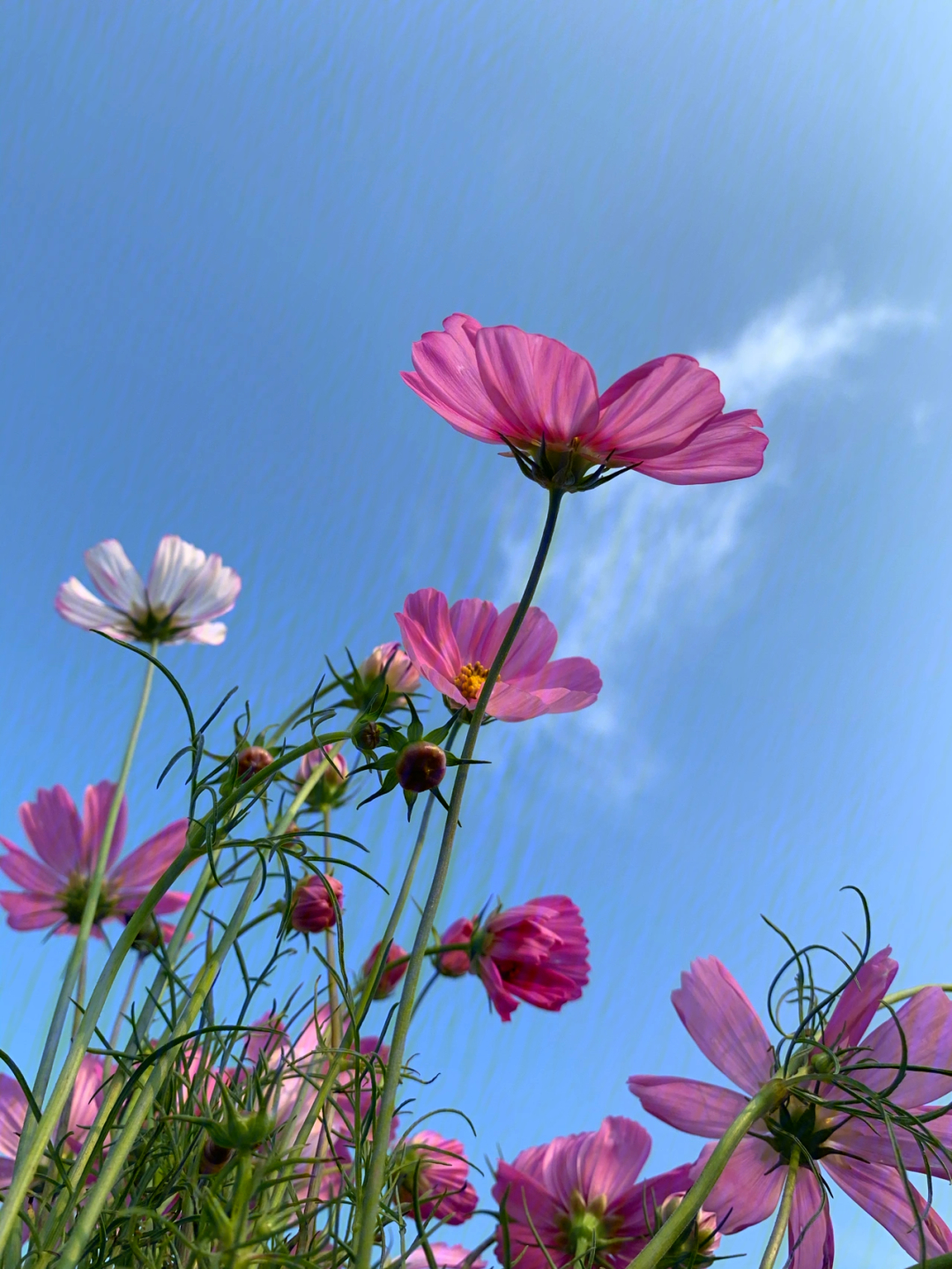 格桑花花语