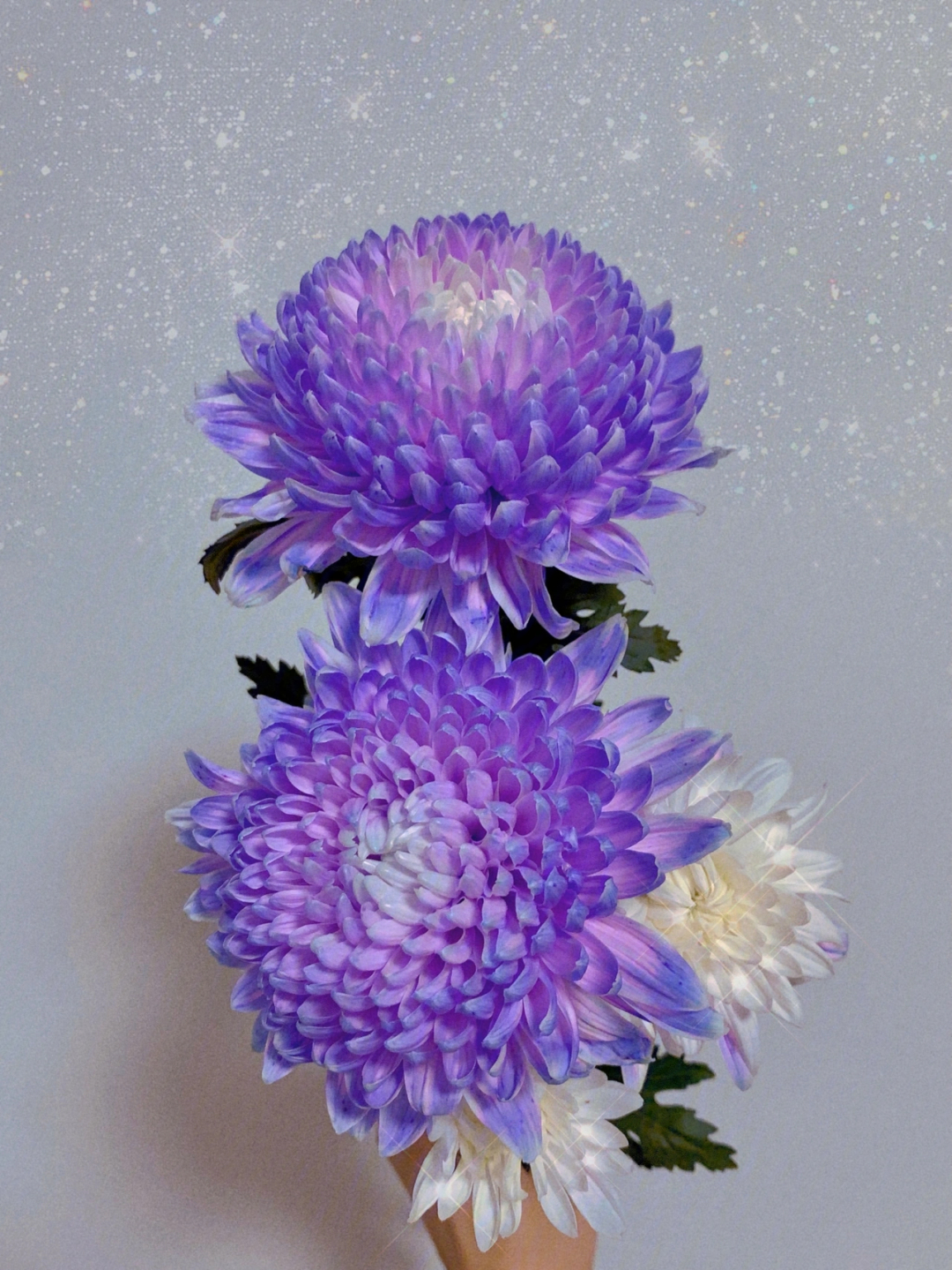 蓝紫色吸色牡丹菊