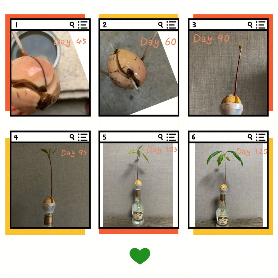 牛油果的养成