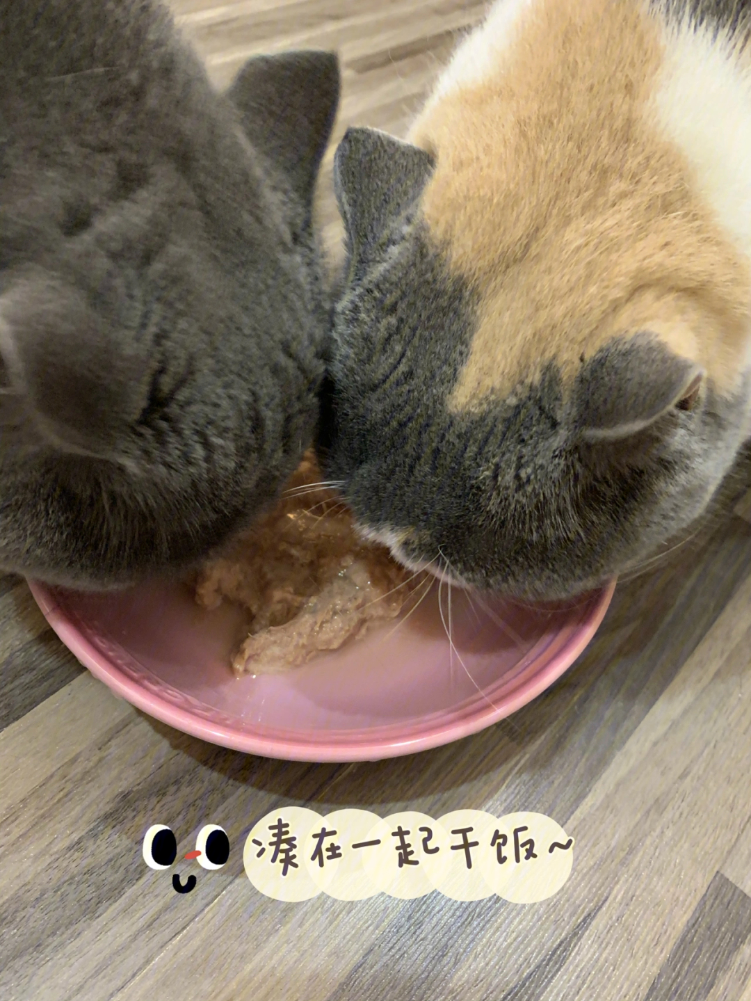 猫咪主食系列星鲜小红罐