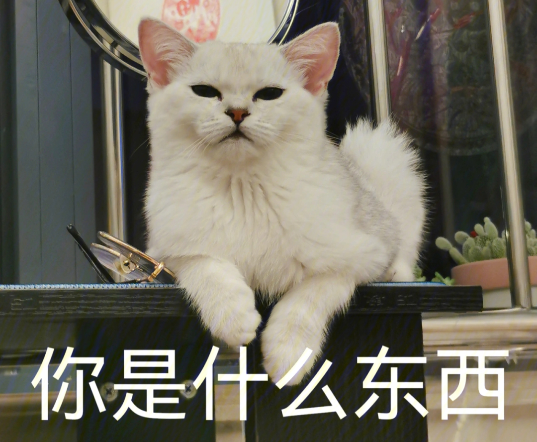 猫咪表情包