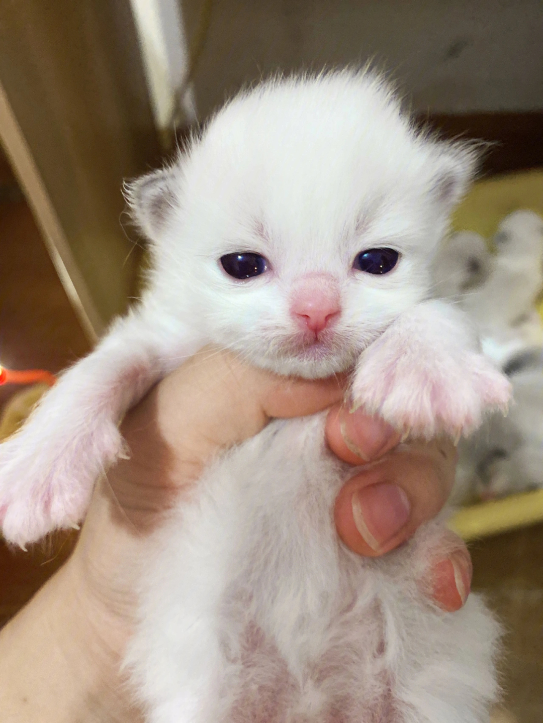 刚开眼的海山猫宝宝,有兴趣的可以提前预定,价格不高#布偶猫找家