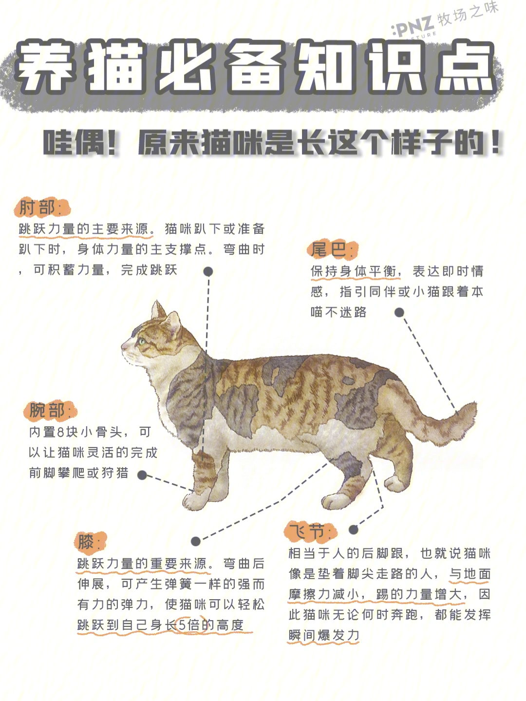 猫咪的内部身体结构图片