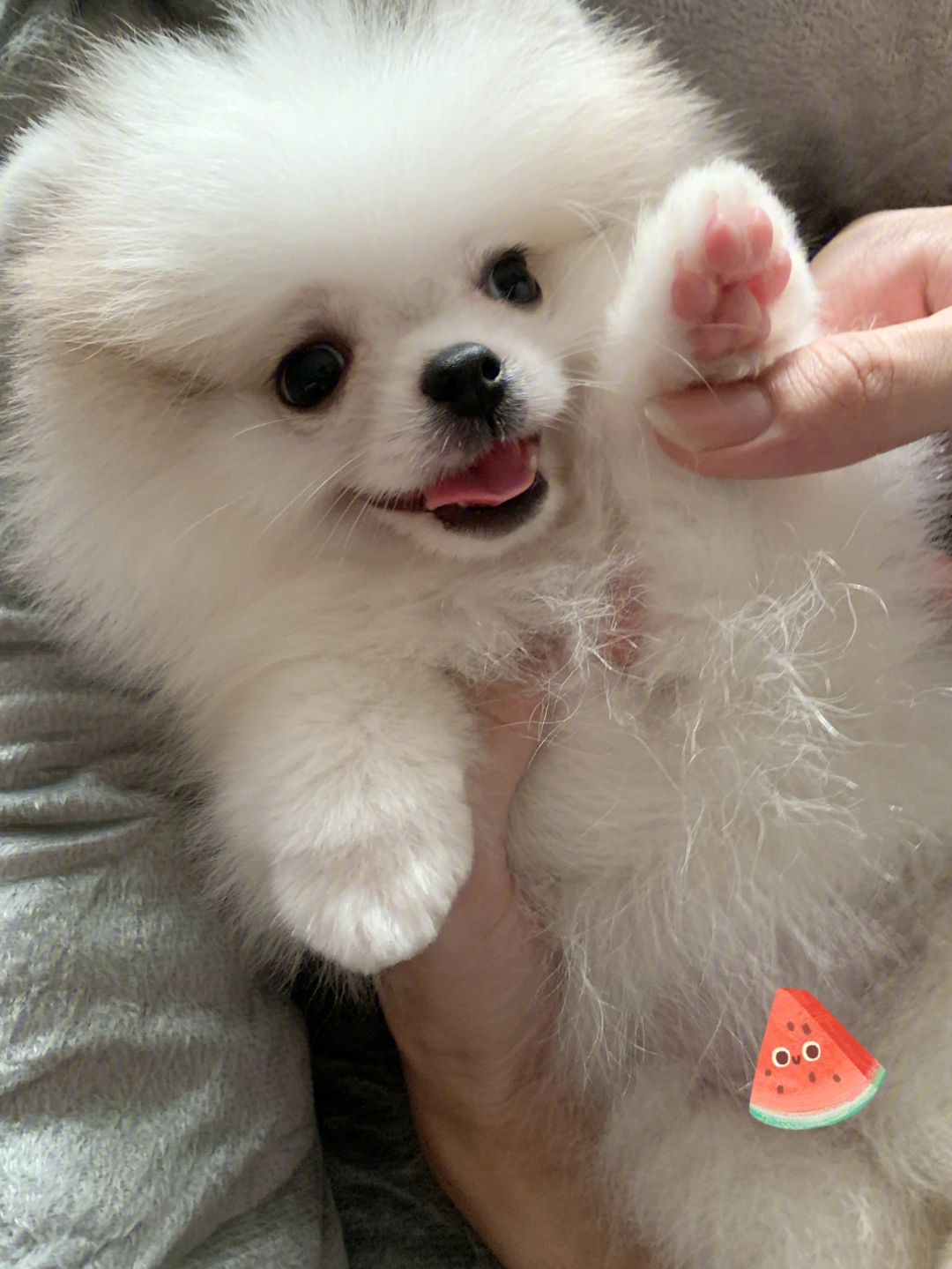 不知道是不是换牙期#不知不觉当妈了#新手养博美犬#博美