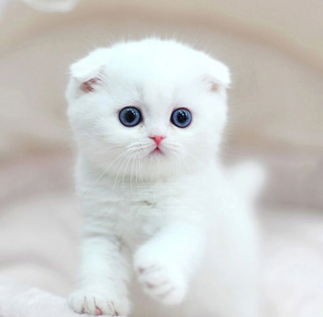 还有什么是比小奶猫更可爱的吗