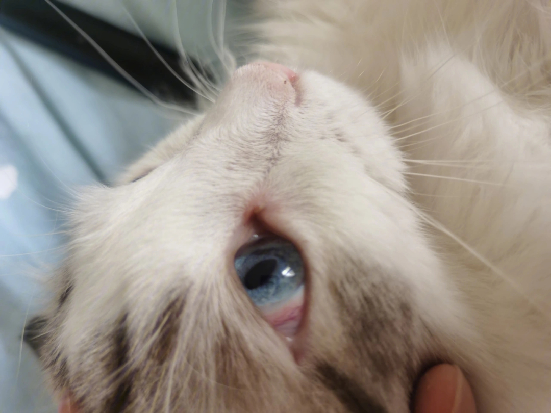 暹罗猫眼睛变红图片