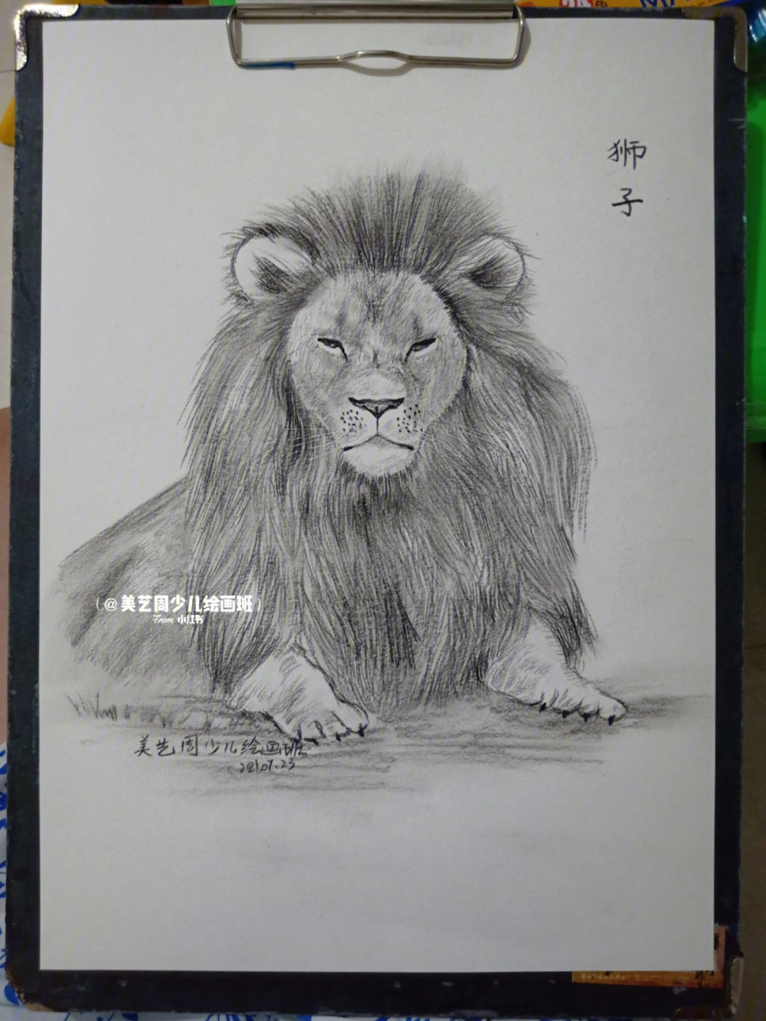 狮子03动物素描