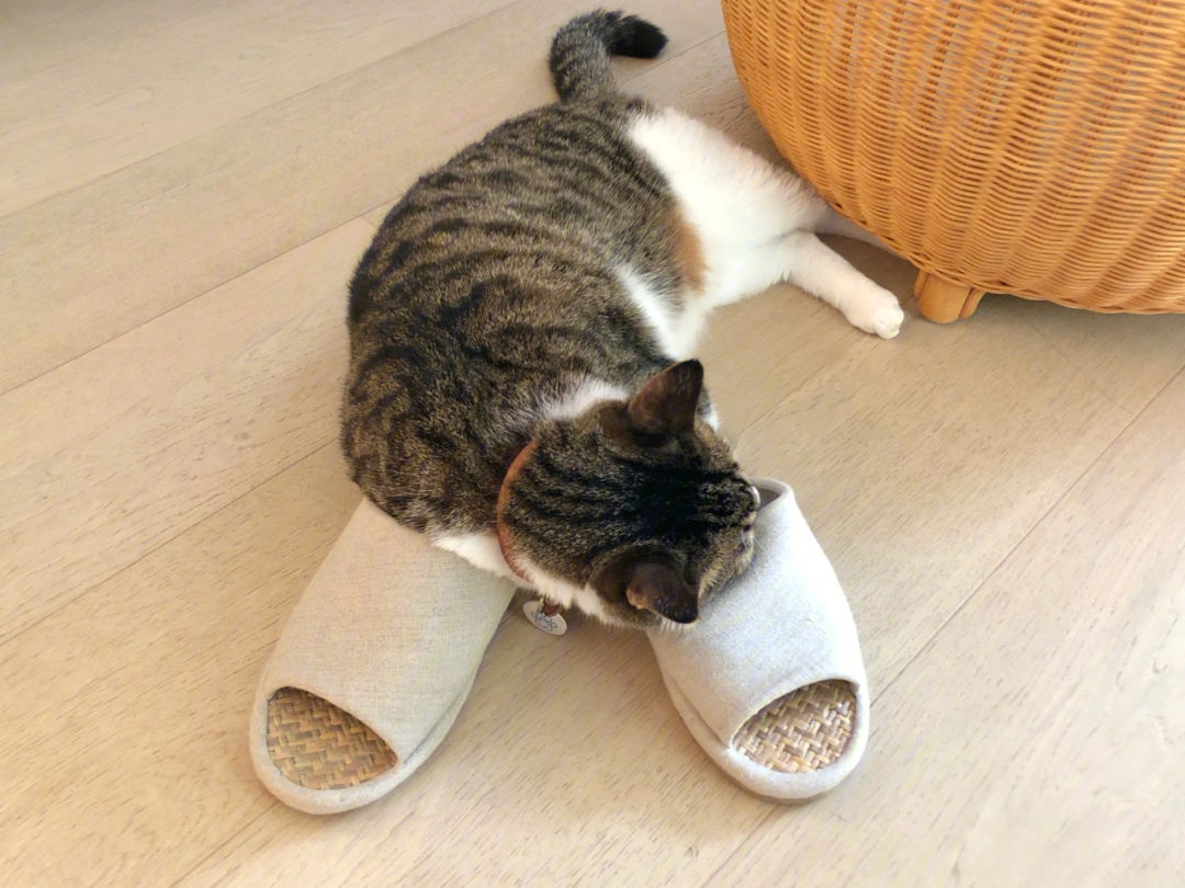 今日猫咪对拖鞋是有多执着