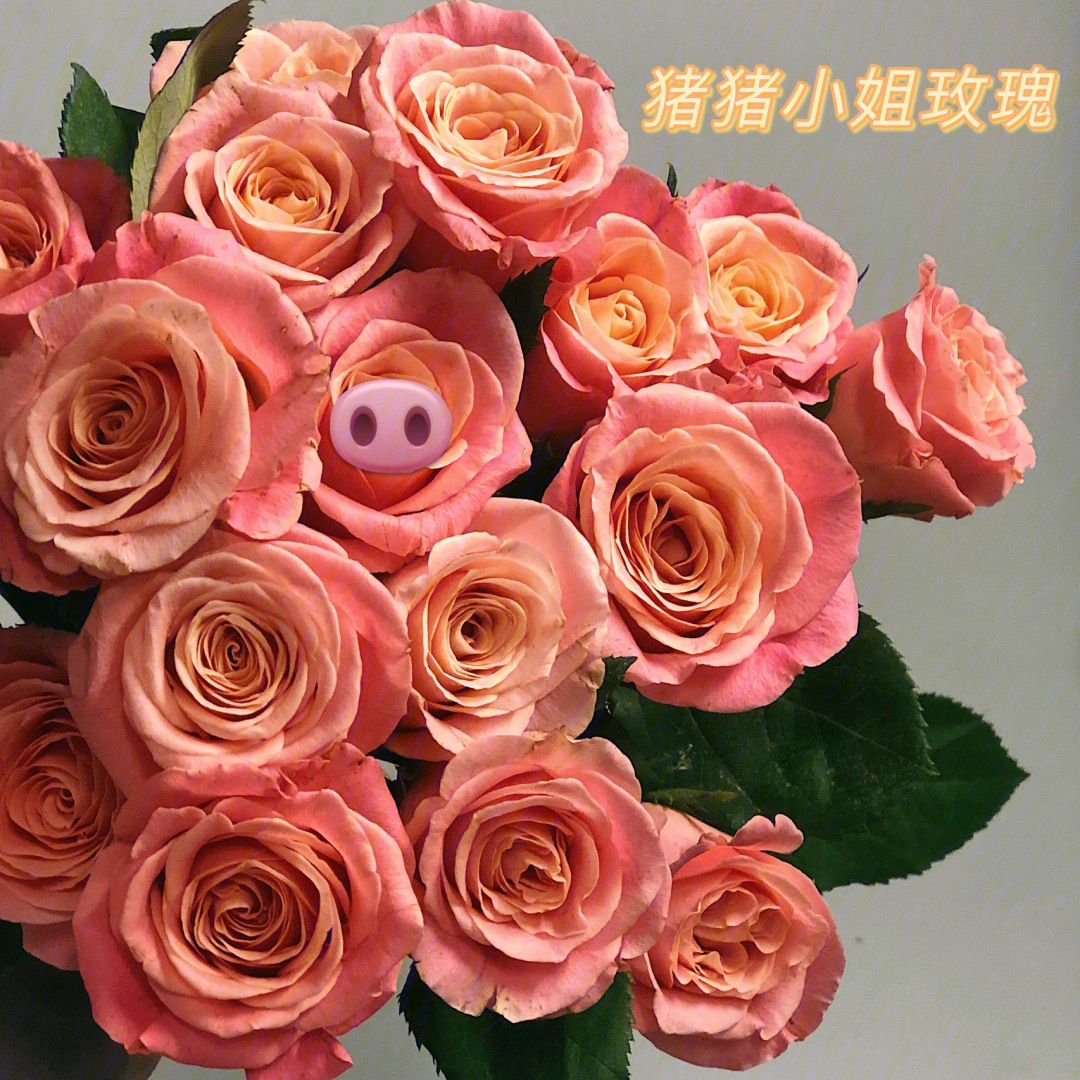 猪猪小姐玫瑰花语图片