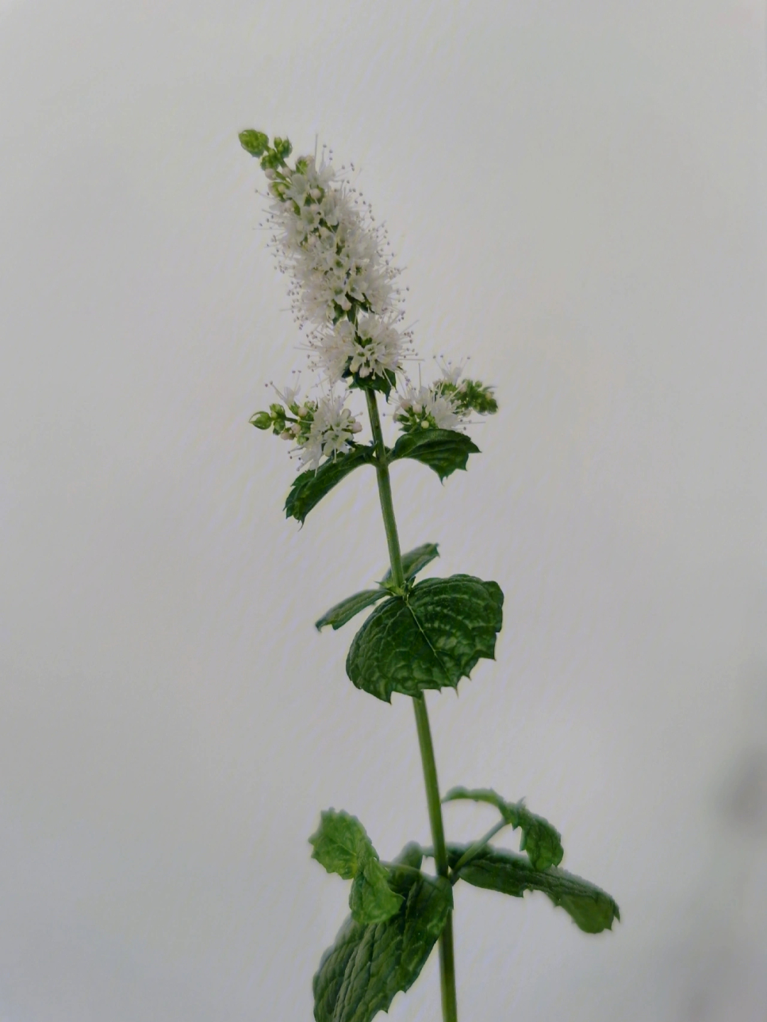 野薄荷开花图片