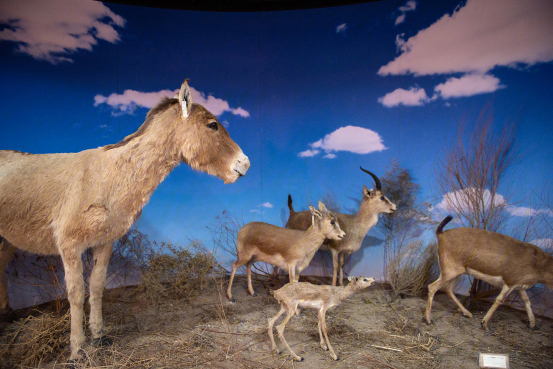 新疆自然博物馆地大物博物产丰富毫不夸张