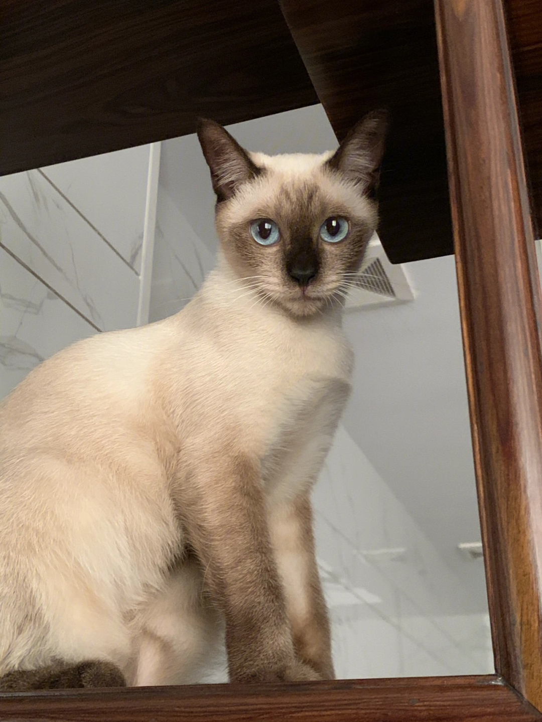暹罗蓝猫混血图片图片