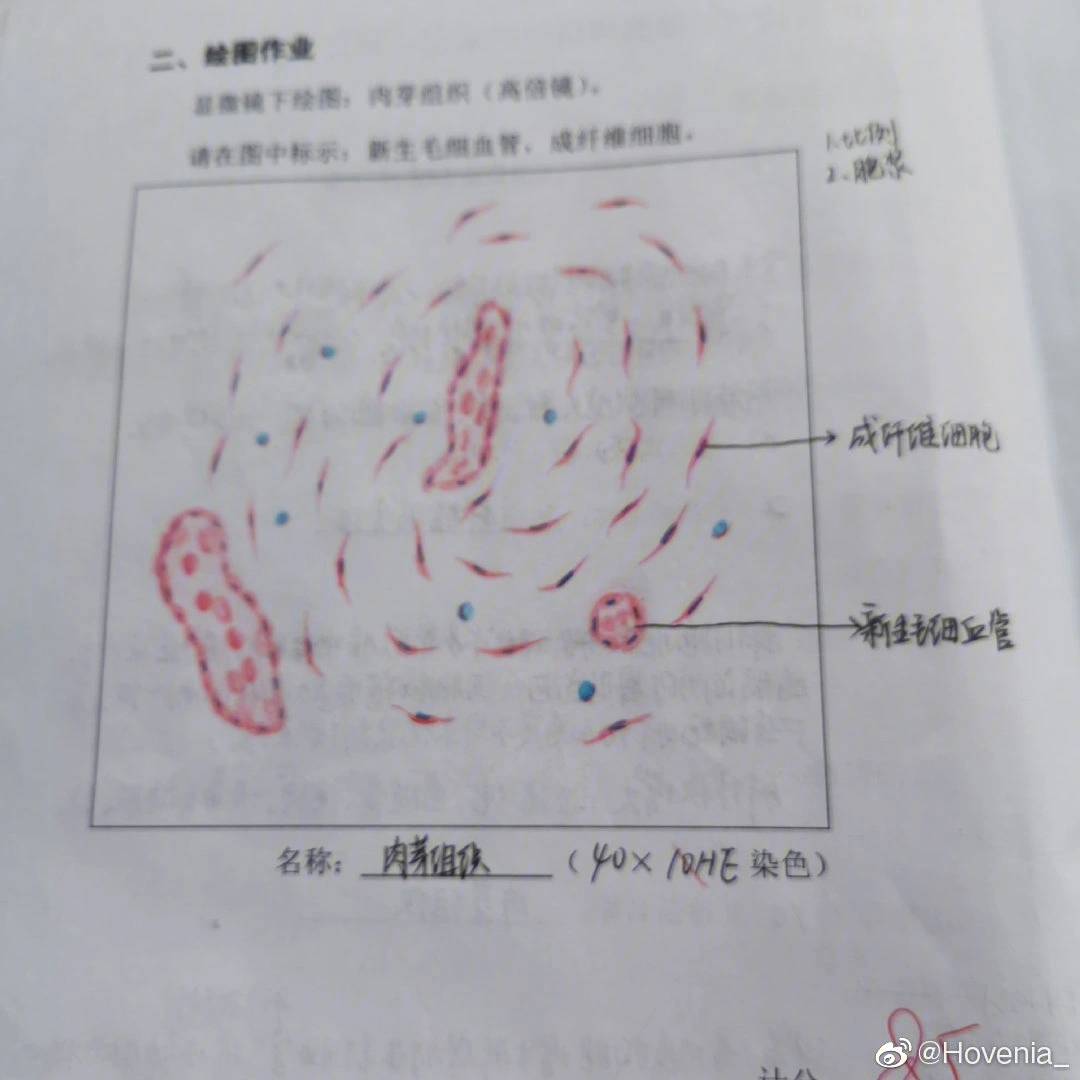 青霉菌红蓝铅笔图片