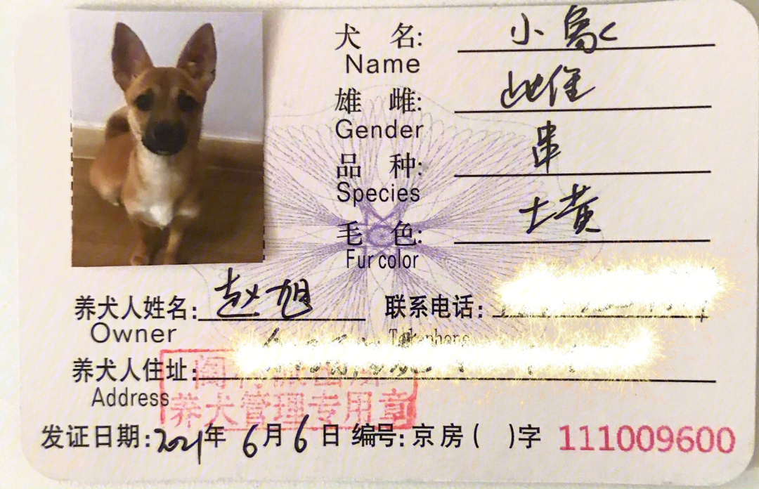 北京狗证曾经的小流浪也有自己的证件啦