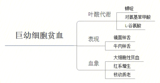 护理综合308内科血液系统思维导图