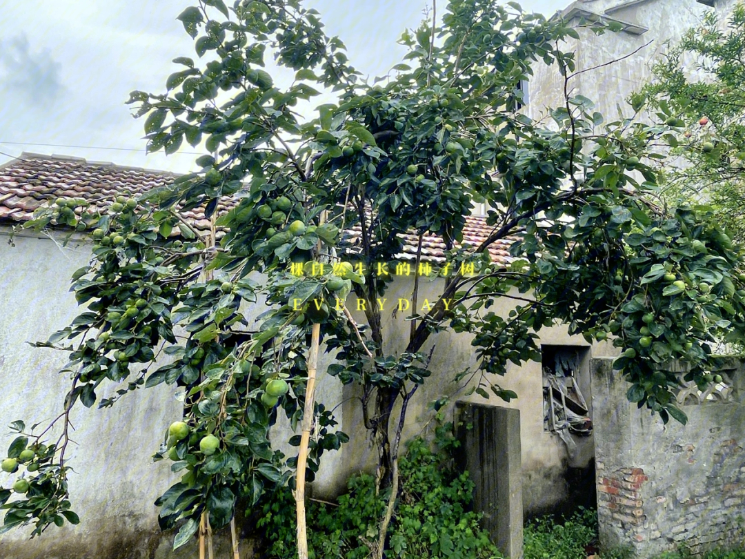 一棵自然生长的柿子树