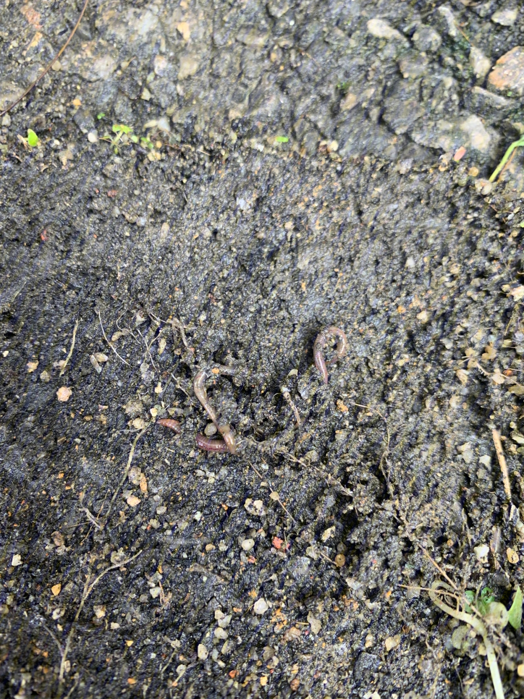 蚯蚓对土壤的作用图片