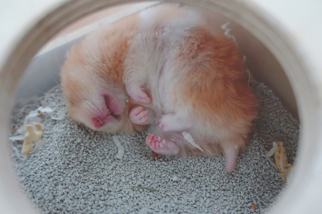 流体仓鼠的睡觉姿势