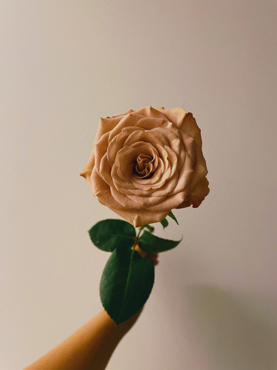 卡布奇诺玫瑰花背景图图片