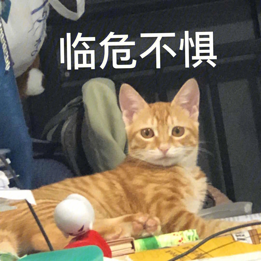 猫猫表情包