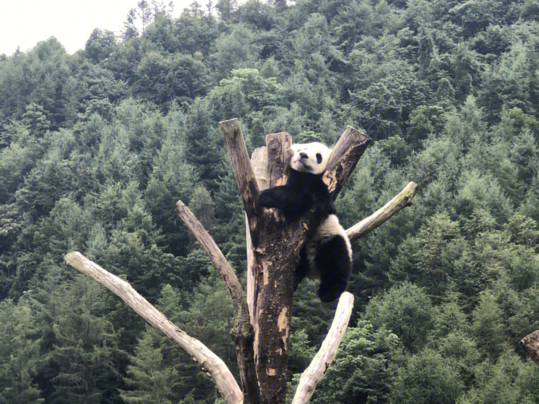 卧龙大熊猫自然保护区