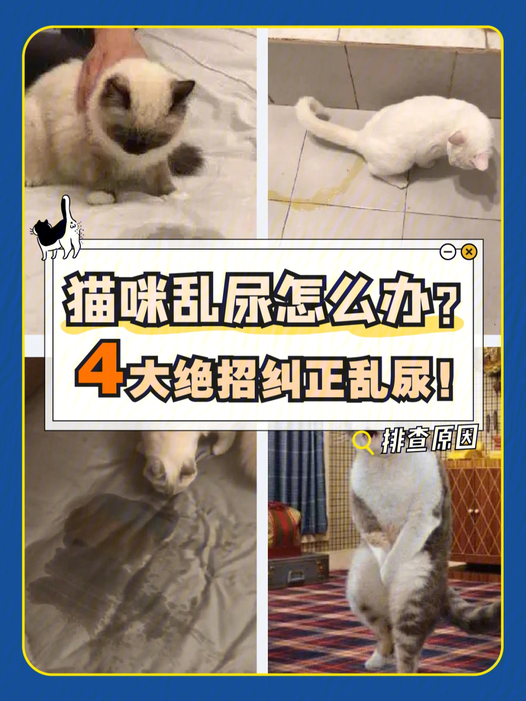 猫咪乱尿怎么办71466大绝招纠正乱尿75