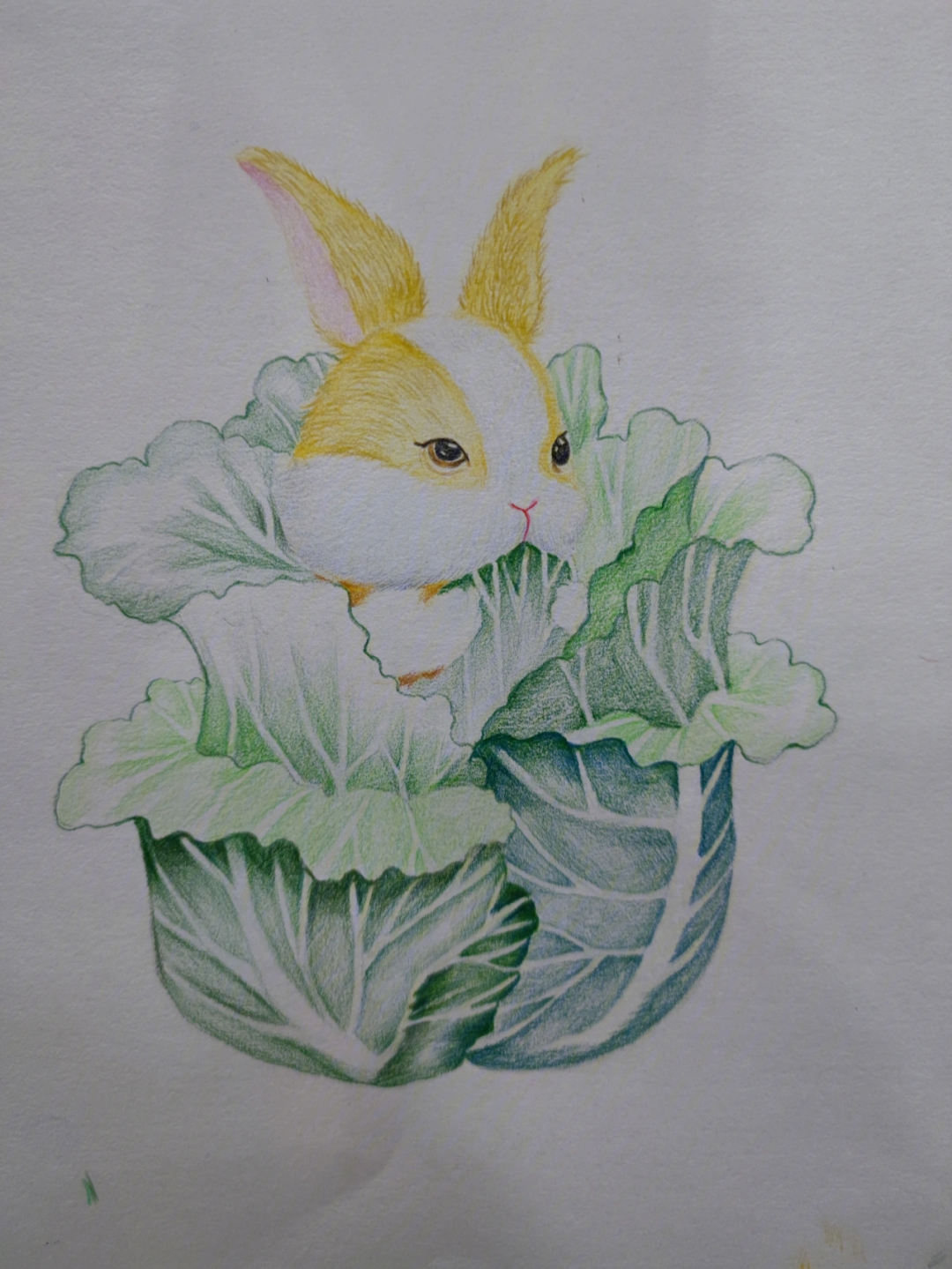 可爱的兔子彩铅画图片图片