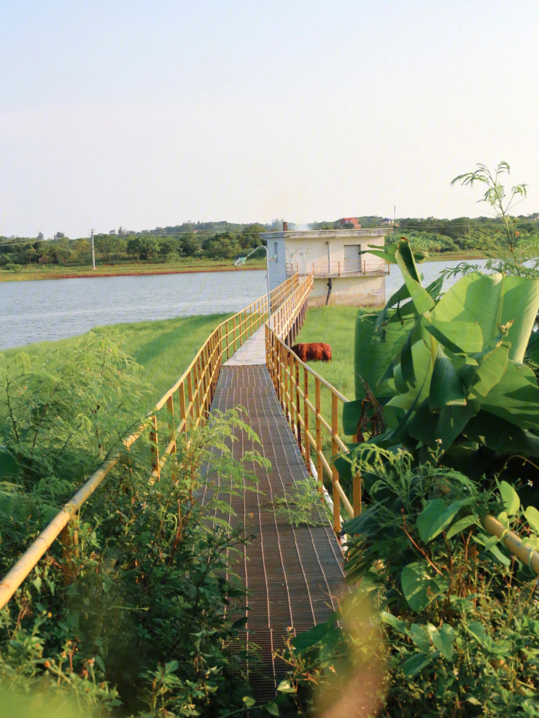 涠洲岛相思湖水库图片